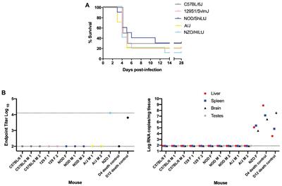 Rift Valley Fever Virus Is Lethal in Different Inbred Mouse Strains Independent of Sex